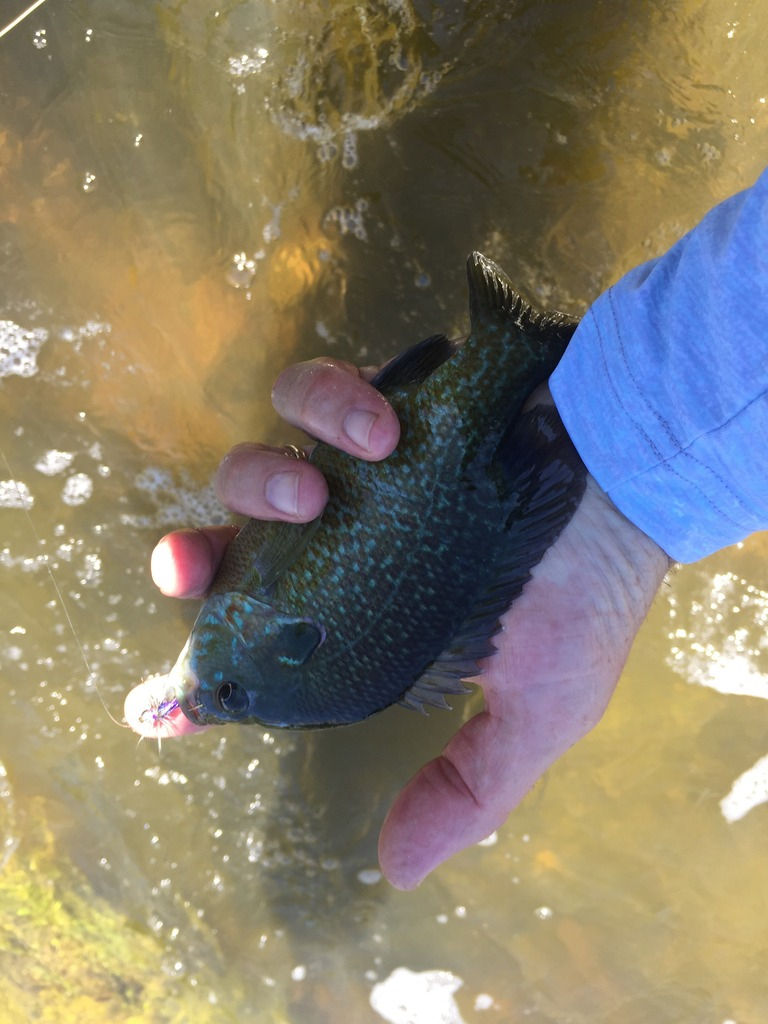 Ultralight Fly Fishing • Sulphur Creek, Lampasas Tx.